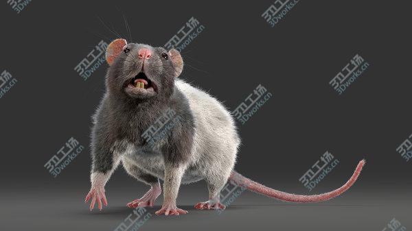 images/goods_img/20210312/Rat (Fur) (4) 3D model/4.jpg